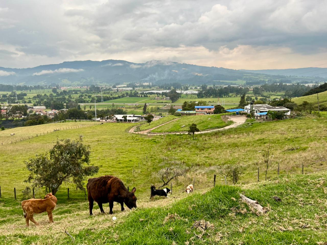 Sede Finca 25